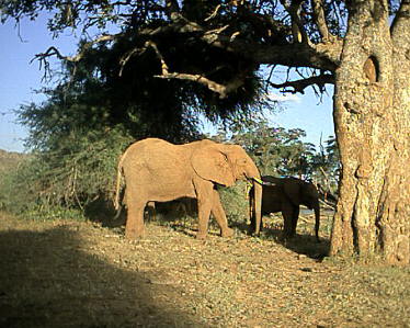 Kenya Images