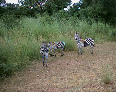 Zambia Images